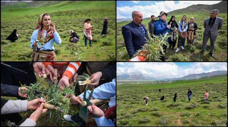Van ve Çevre İllerde Yöresel Lezzetleri Taçlandıran Bitkiler Koruma Altına Alınıyor